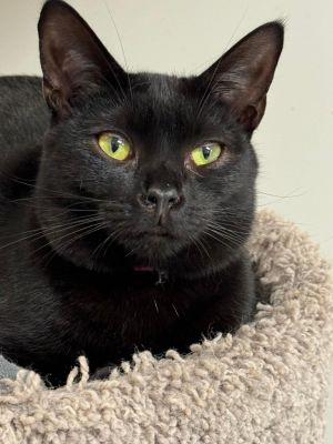Kersey, Adult Female Domestic Short Hair