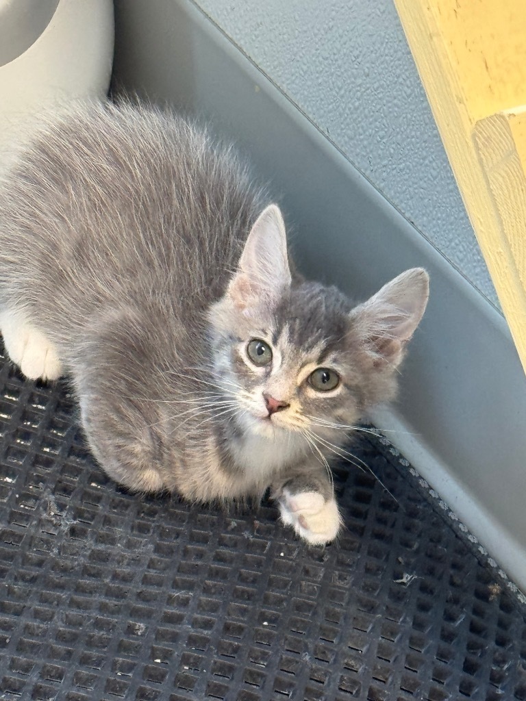 Paxton
