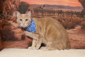 Phoenix fka Zero, Adult Male Domestic Short Hair