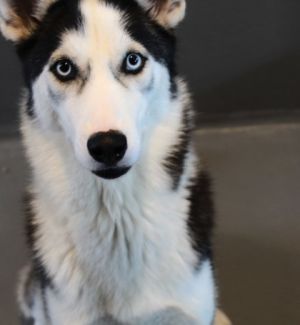 Sky Siberian Husky Dog
