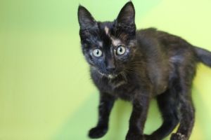 Hello Im Oona Im a kitten full of curiosity and love I adore exploring new places and meeting n