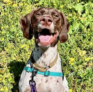 Brownie (mcas), Adult Male Pointer