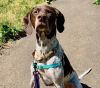 Brownie (mcas) photo 2