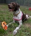 Brownie (mcas) photo 3