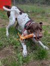 Brownie (mcas) photo 4