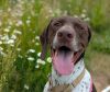 Brownie (mcas) photo 5