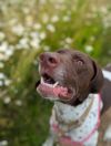 Brownie (mcas) photo 6