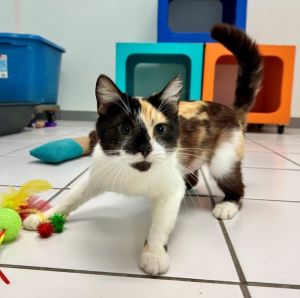 Ember Domestic Short Hair Cat