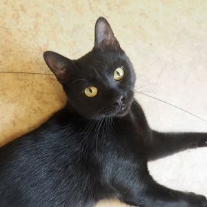 Richmond, Young Male Domestic Short Hair