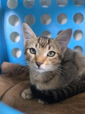 Stacy, Baby Female Domestic Short Hair