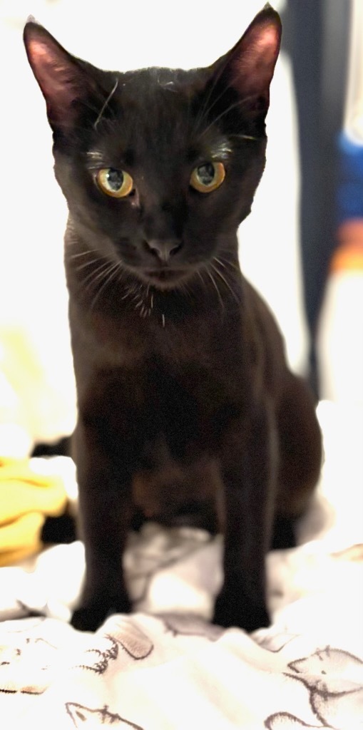 Sootie, an adoptable Domestic Short Hair in Cloquet, MN, 55720 | Photo Image 2
