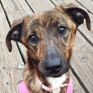 Violet, Adult Female Whippet