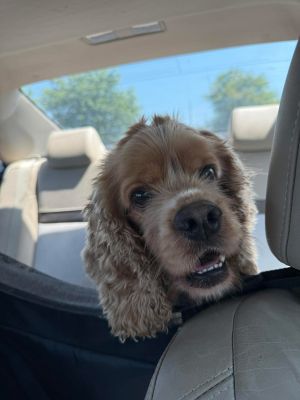 Sully, Adult Male Cocker Spaniel