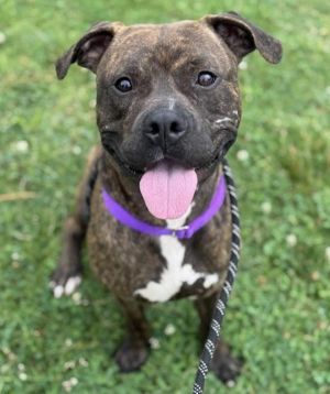 Boss Man, Young Male American Staffordshire Terrier