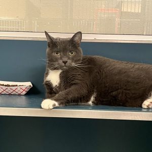 Dude, Senior Male Domestic Short Hair