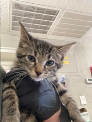 Primary Color Tabby Weight 25lbs Age 0yrs 0mths 11wks Animal has been Spayed