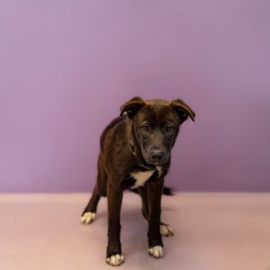 Primary Color Brown Secondary Color White Weight 46lbs Age 1yrs 1mths 0wks Animal has been Neute