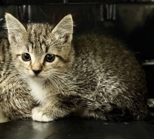 Sandy, Baby Female Domestic Short Hair