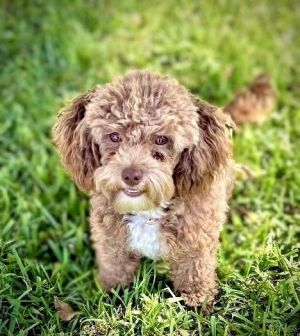 Oxley, Young Male Poodle