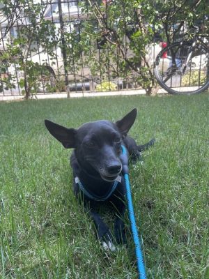 Promise Chihuahua Dog