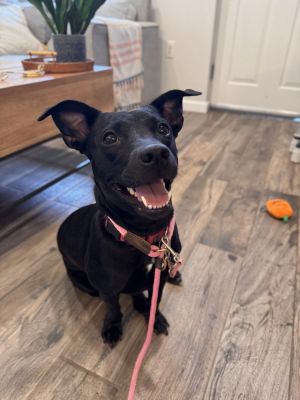 Available for Foster-to-Adopt Meet Bunny a 1-year-old 29-pound terrier mix from New York whos ju