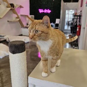 **Cat Cafe** Fred, Adult Male Domestic Short Hair
