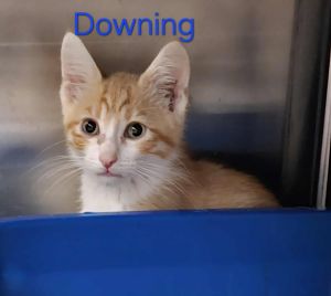Downing, Baby Male Domestic Short Hair