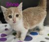 Zinnia photo 1