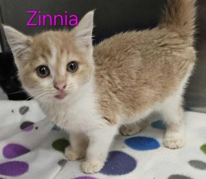 Zinnia, Baby Female Domestic Short Hair