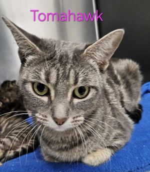 Tomahawk, Adult Female Domestic Short Hair