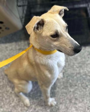 Wilder, Young Male Whippet
