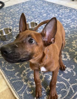 Ember - Located in Georgia, Baby Male Belgian Shepherd / Malinois