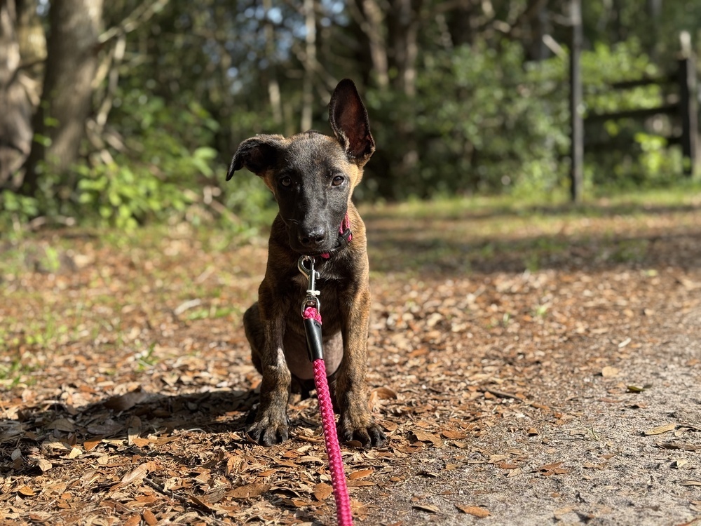 Ash - Located in Florida