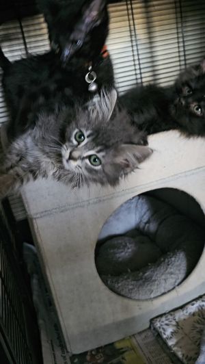 Baby Saja Maine Coon Cat