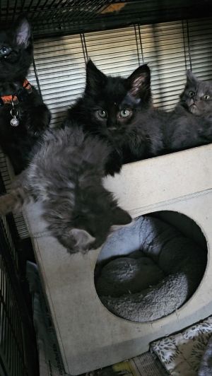Jinu Saja Maine Coon Cat
