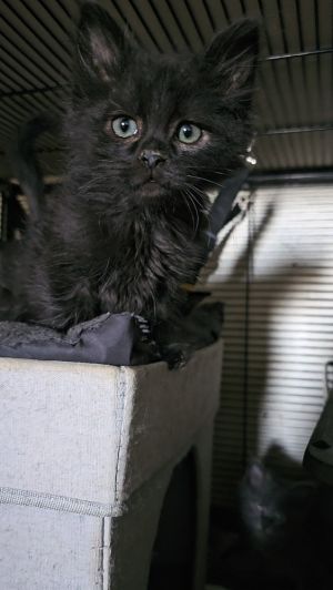 Meet Jinu Saja the Black Ball of Joy This charming Maine Coon boy is a bundle of playful mischief a