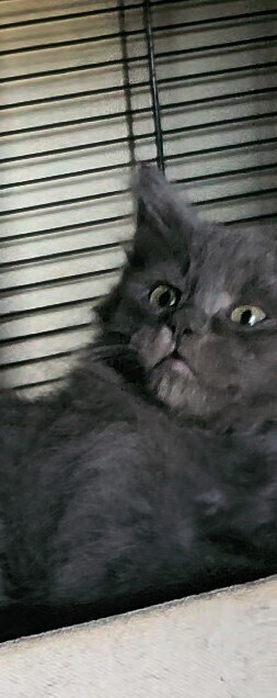 Mystery Saja Maine Coon Cat