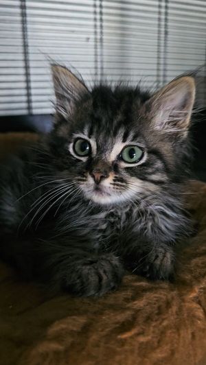 Abby Saja Maine Coon Cat