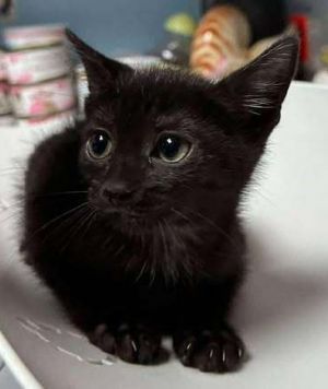 Macchiato, Baby Female unknown