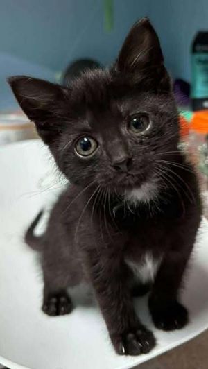 Espresso, Baby Male Domestic Short Hair