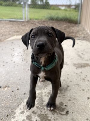 Daisee, Baby Female Labrador Retriever
