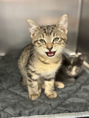 Primrose, Baby Male Domestic Short Hair