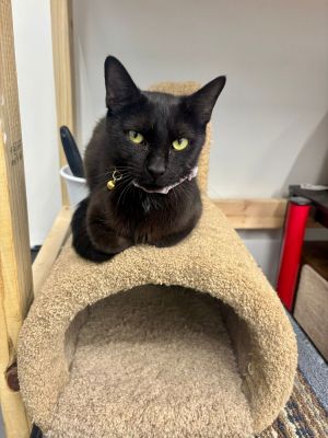 Umbra, Adult Female Domestic Short Hair