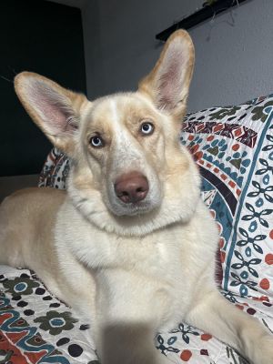 Maverick, Adult Male unknown