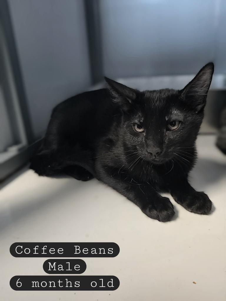 Coffee Beans
