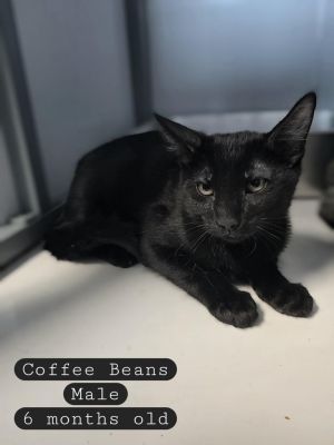 Coffee Beans, Baby Male Domestic Short Hair