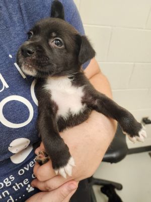 Singer Johnny, Baby Male Collie