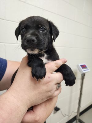 Singer Ozzy, Baby Male Collie