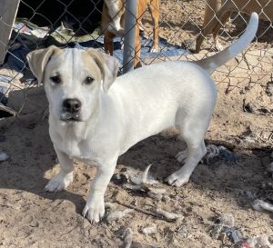Marbles Jack Russell Terrier Dog