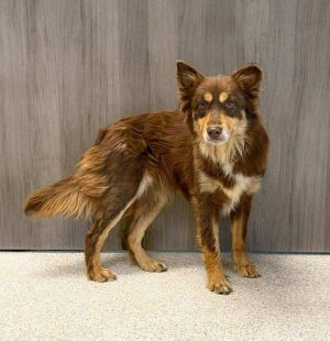 Ashe, Young Male Australian Shepherd
